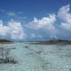 Trail accross mangroves