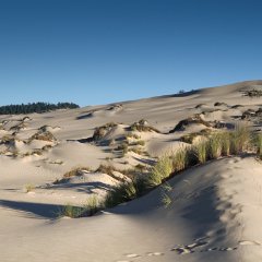 I9O8C_08632 Oregon Dunes